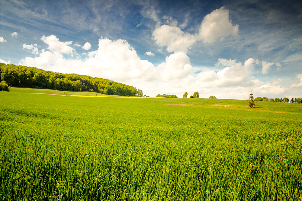 4-landscape-nature-grass-horizon-cloud-plant-729009-pxhere.com 2020-06-01 15_56_23